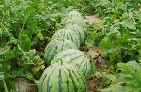 日照网红吃瓜真甜,甜蜜滋味,瓜香四溢 第1张 日照网红吃瓜真甜,甜蜜滋味,瓜香四溢 第1张